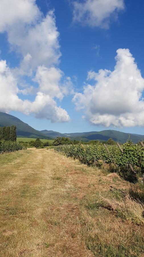 Ravissant Studio Dans Un Cadre Agreable Daire Soultz-Haut-Rhin Dış mekan fotoğraf